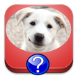 Ícone do programa: Dog Breeds Quiz