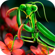 프로그램 아이콘: Mantis Life and Hunting S…